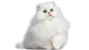 Nejkrásnější kočky: hodnocení a popis